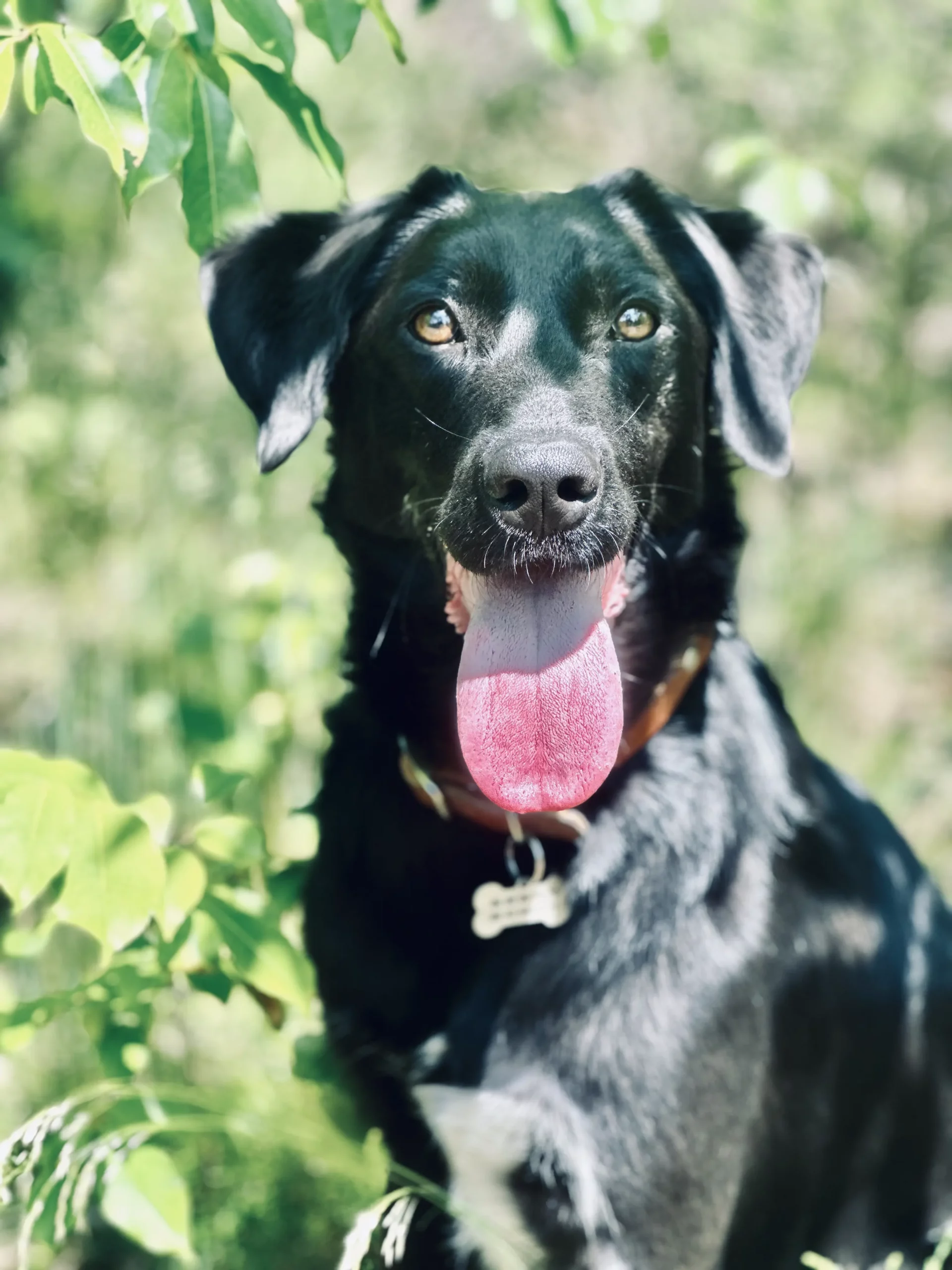 balades-chiens